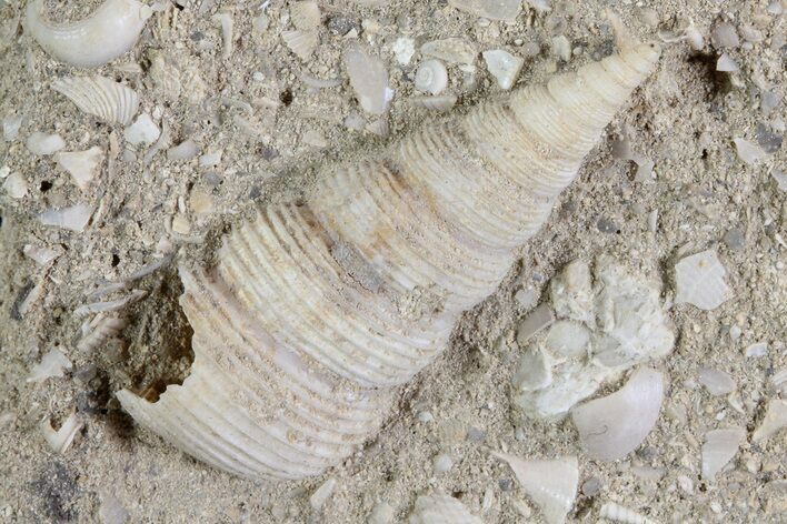 Eocene Fossil Gastropod (Sigmesalia) - Damery, France #73814